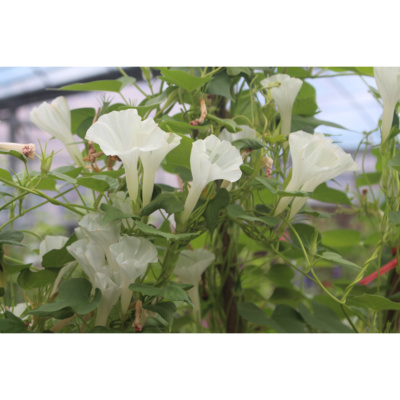 日系朝颜 爬藤牵牛花 青鼻叶极淡黄丸咲