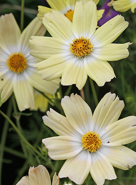 黄色波斯菊 格桑花 柠檬水 Lemonade