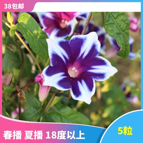 日系朝颜素材模板 日系朝颜图片下载 小麦优选