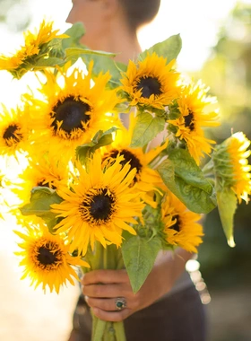 进口观赏向日葵 高杆分枝型 橙色蕾丝