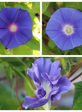 日本种源 日系朝颜 牵牛花 蓝色系 蓝乱菊 蓝白芯 蓝红芯