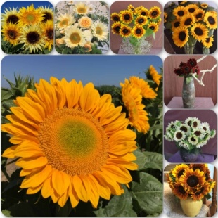进口单头高杆观赏向日葵 合集【2】 阳台庭院盆栽切花 5粒