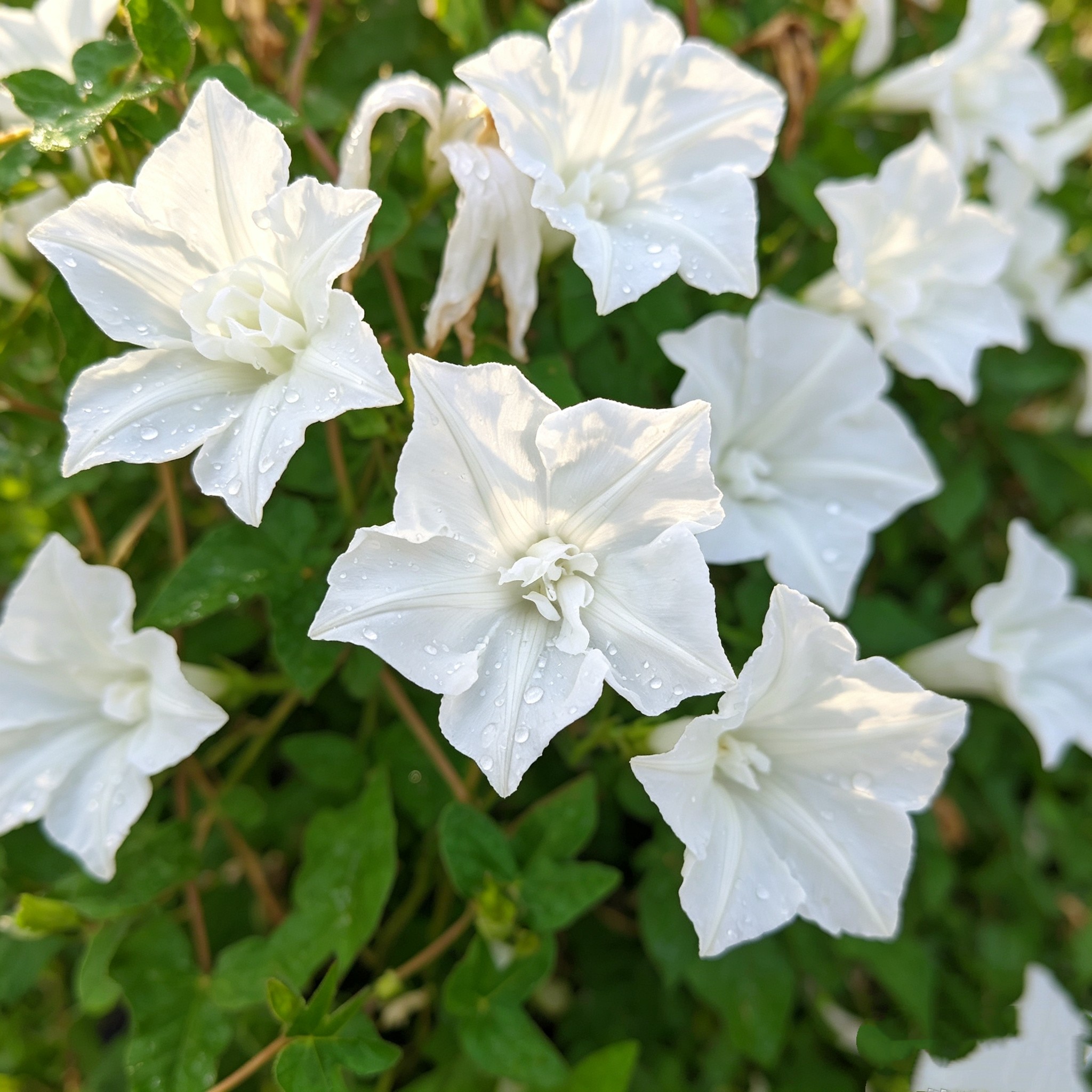 日系朝颜 牵牛花 青桔梗涡叶白桔梗咲八重