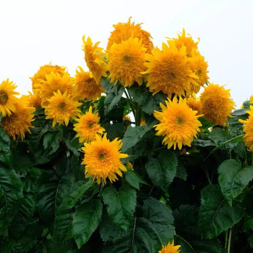 进口重瓣观赏向日葵 高杆分枝型 戈尔迪 Goldy Double