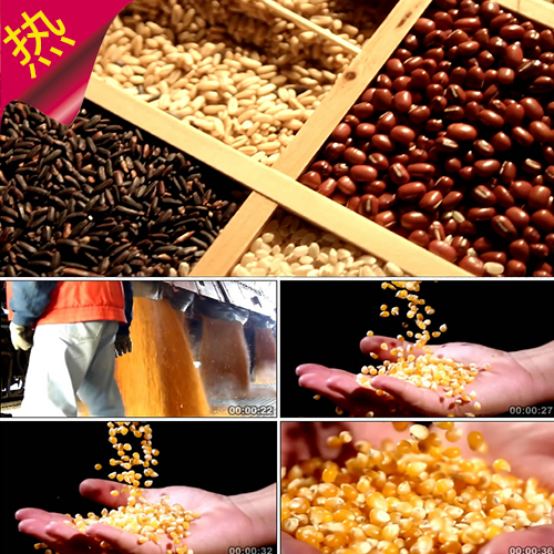 实景拍摄农民农业 五谷杂粮 粮食 水稻 小麦 玉米大豆 视频素材