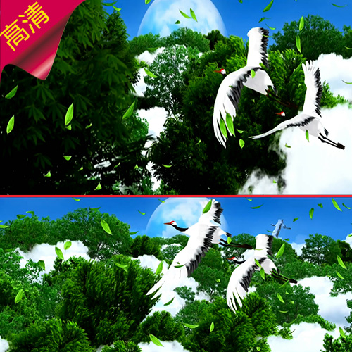 松鹤延年益寿 松树 过寿 仙鹤 神鹤松树林 舞台背景 视频素材