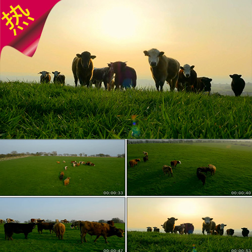 实拍牧牛场 养殖场 草地农场 肉牛吃草 放养 唯美草原 视频素材