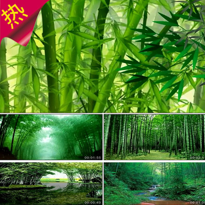 雨中的竹林 葫芦丝笛子古筝演奏竹子 民歌古典舞蹈背景视频素材