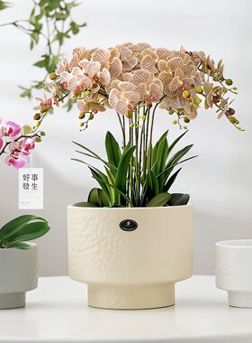 水波纹大套三陶瓷大花盆 口径19/25/31cm 高15/18/22cm 白色黄色