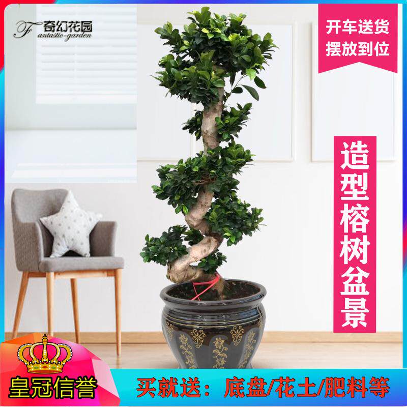 大型榕树桩盆景 人参榕树桩造型盆栽办公室开业植物 成都青岛送货