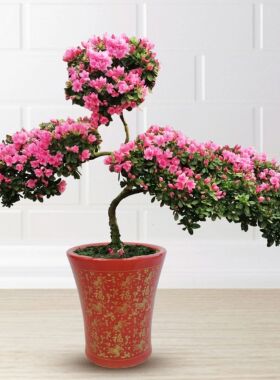 『蜡皮杜鹃盆栽』三层造型高90厘米 粉色腊皮杜鹃盆栽一盆 高档年