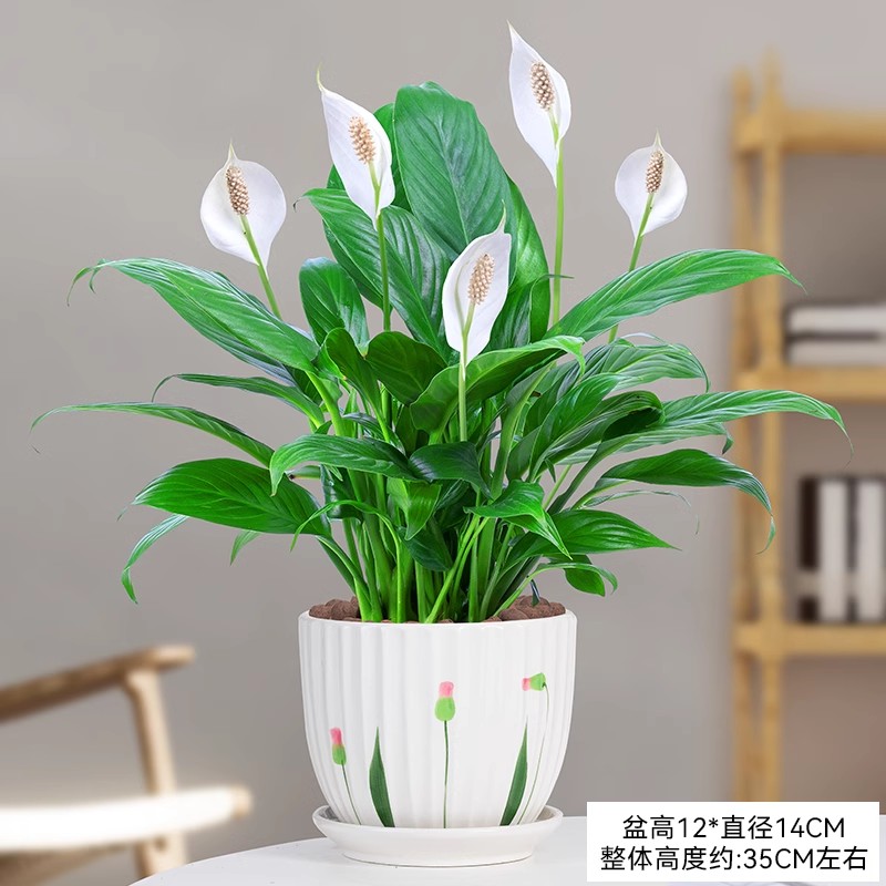 白掌盆栽 一帆风顺水培植物 开花带花苞 办公室内桌面好养绿植