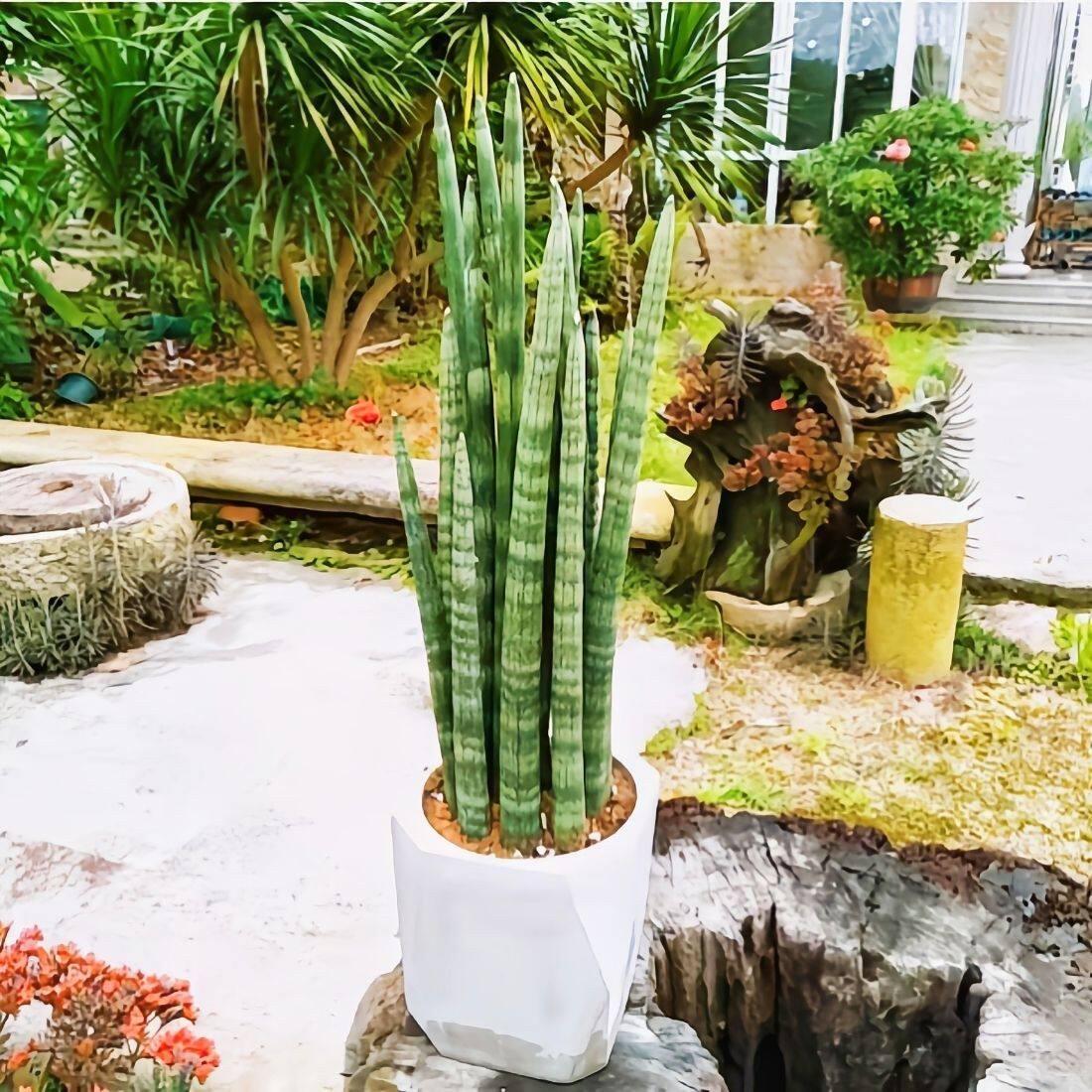 棒叶虎皮兰盆栽 高度20厘米左右 一盆多颗组合款