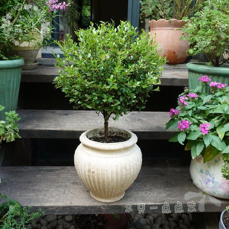 盆栽室内四季小叶赤楠盆景
