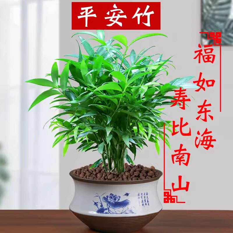 长寿竹盆栽 平安竹柏室内植物四季常绿 送礼祝福造型盆景青岛送货