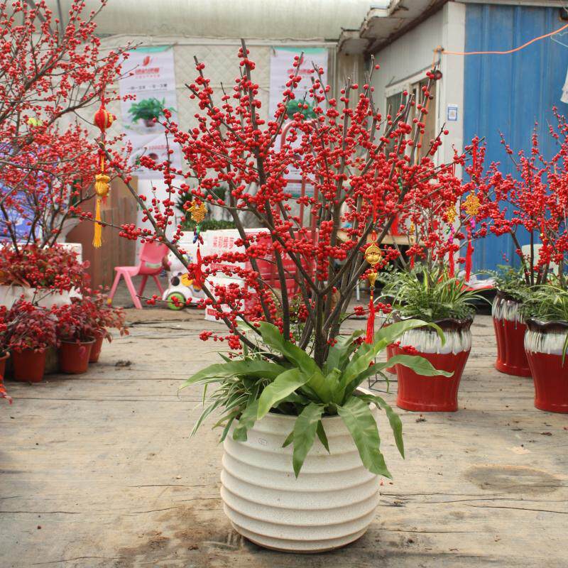 北美冬青盆景春节有货高1m青岛南京苏州无锡昆山西安成都送货上门