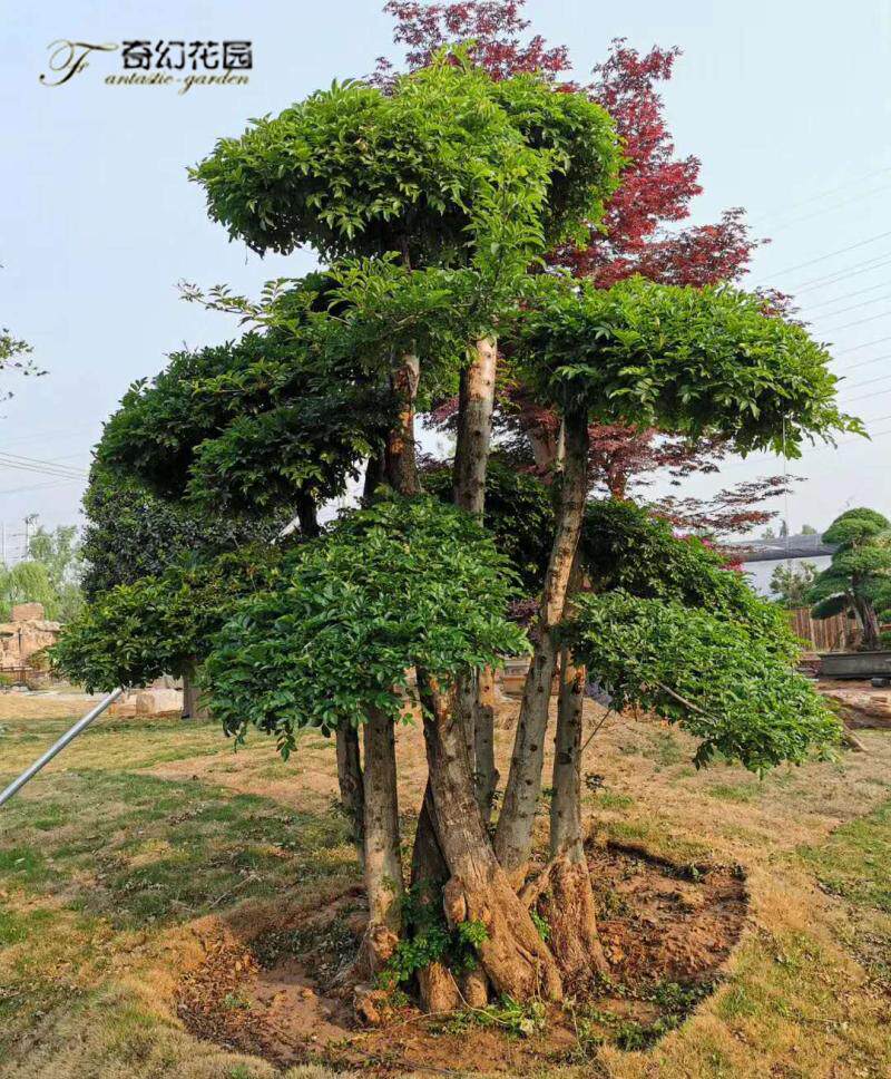黄杨无刺枸骨榆树五针松罗汉松金森女贞三角梅榕树金山棕景观树