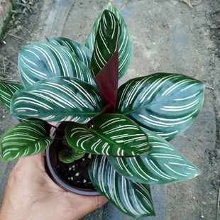 双线竹芋盆栽 净化空气客厅摆放办公室桌面创意绿植 喜阴好养植物