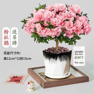 大杜鹃盆栽 粉色小桃红 冠幅40cm 开花植物带花苞年宵花卉
