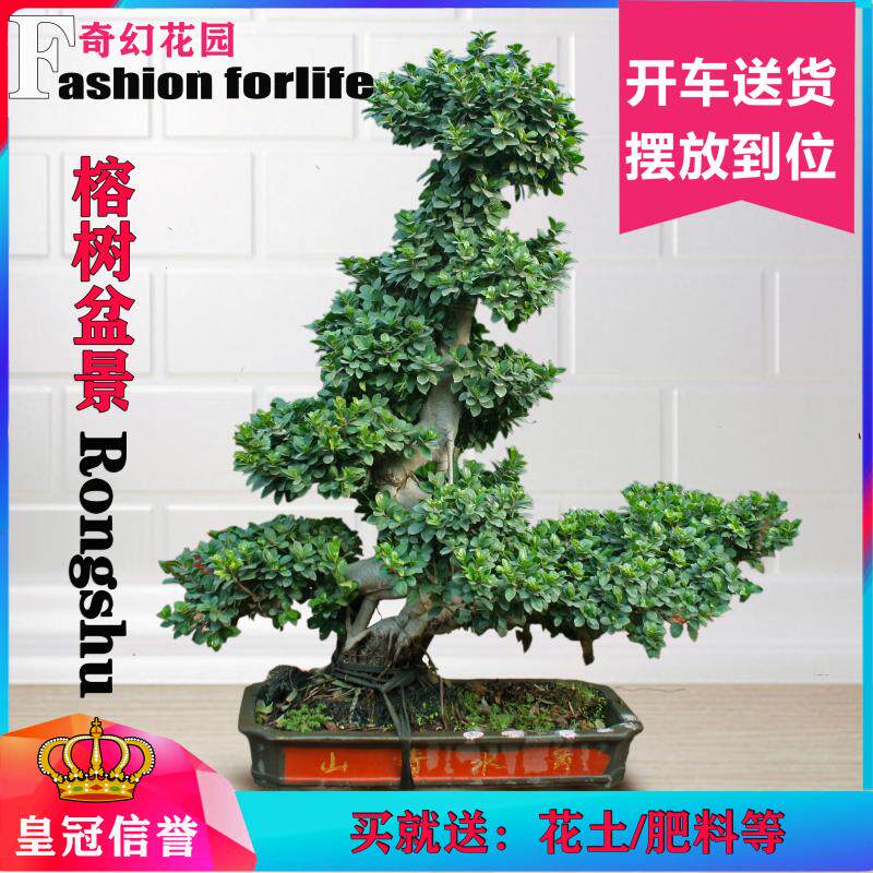 青岛大榕树盆栽人参榕树盆景创意绿植室内防辐射四季常青送货包邮