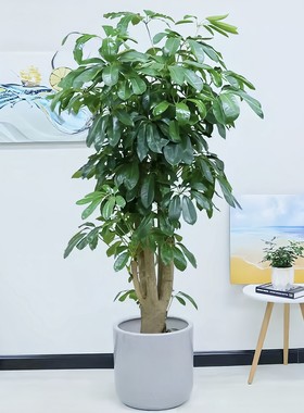 老板树盆栽老桩高2.3米青岛南京苏州无锡昆山西安成都送货上门
