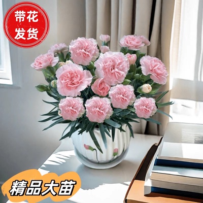 康乃馨盆栽 母亲节花卉 春季客厅礼品植物 窗台开花绿植 颜色随机