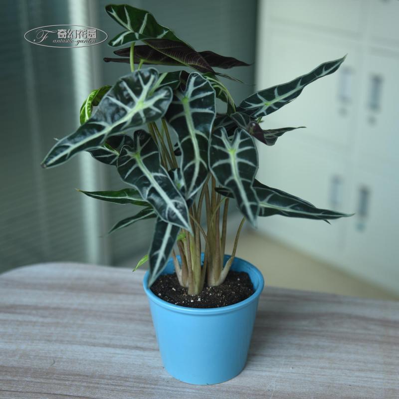 小仙女黑叶芋竹芋植物绿植盆栽吸甲醛办公桌室内花卉水培绿植盆栽
