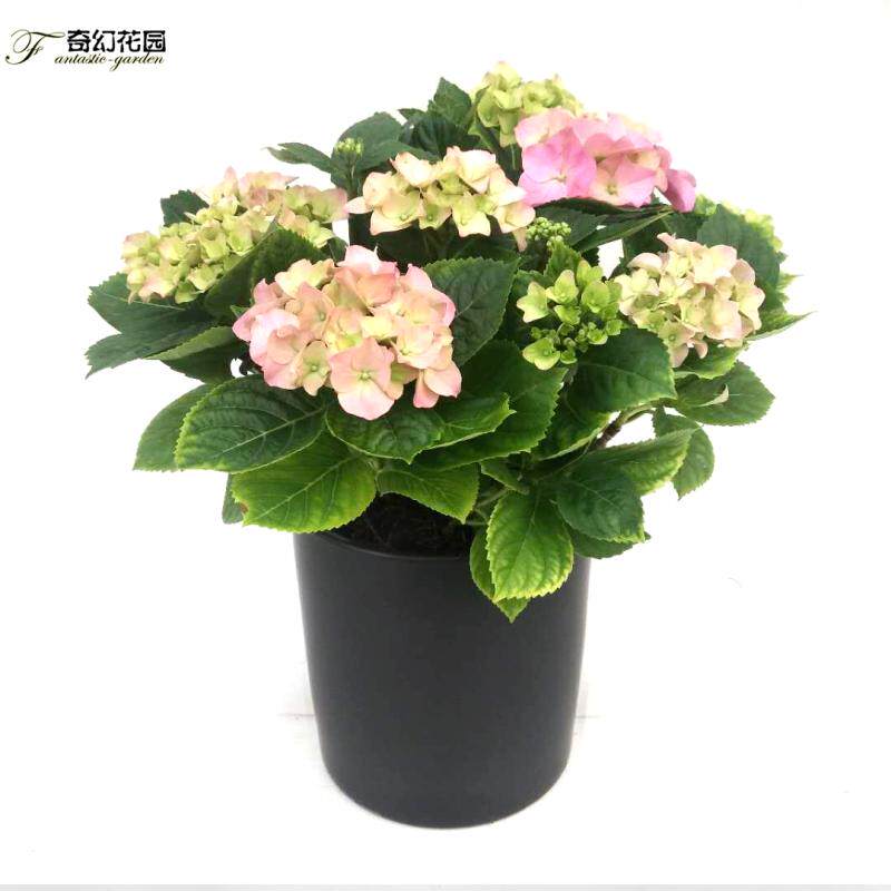 绣球花盆栽花卉绿植 幸运花八仙花无老桩开花爆满 阳台办公室植物