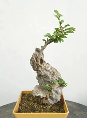 附石盆景小叶榔榆绿植老桩盆栽英德石青龙石泥石