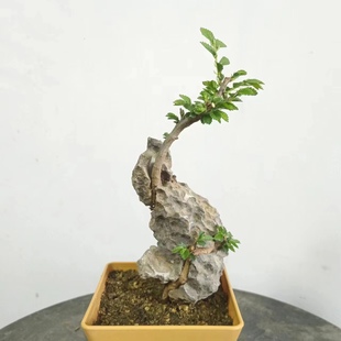 附石盆景小叶榔榆绿植老桩盆栽英德石青龙石泥石