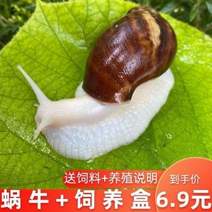 蜗牛活体宠物白玉蜗牛巨型特大蜗牛宠物教学小蜗牛上课科学课套餐