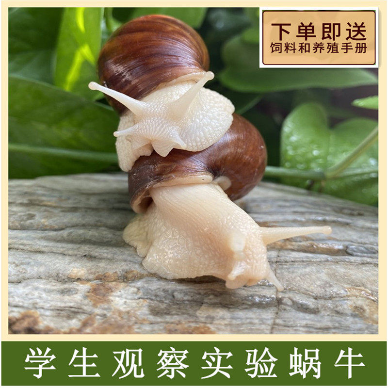 白玉蜗牛宠物蜗牛科学观察