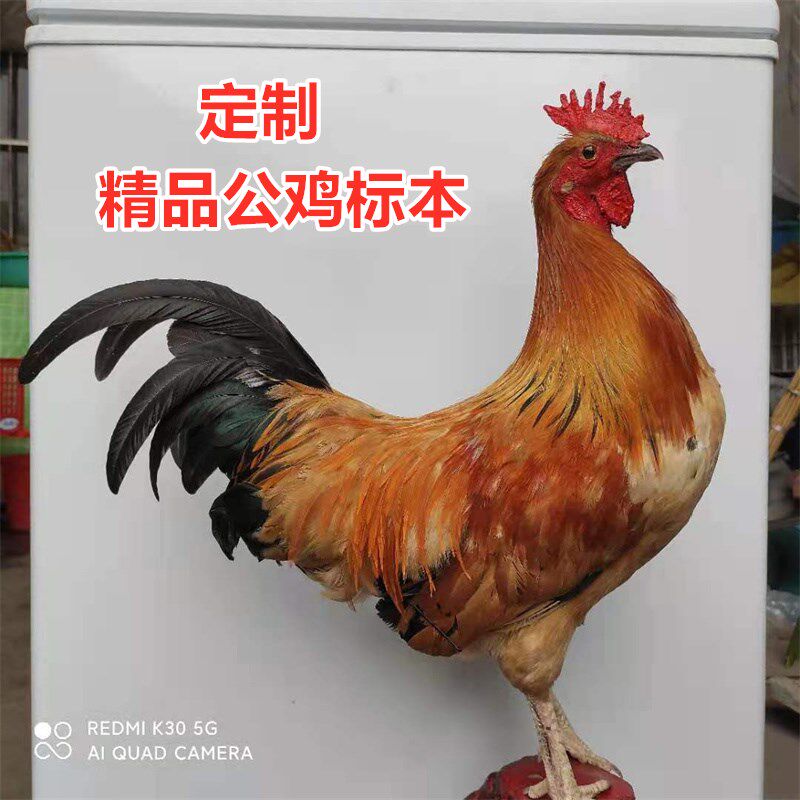标本大公鸡模型真公鸡动物摆件真羽毛土鸡标本笨鸡教科道具山鸡