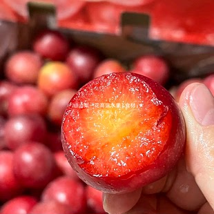现货空运智利樱桃李5JJJJJ大果纯甜新鲜水果李子5斤洋李子顺丰