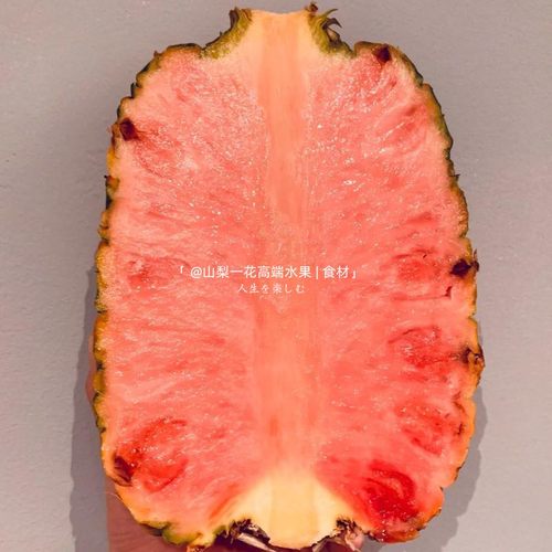 哥斯达加黎菠萝粉色凤梨