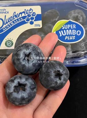 当季限量超大Super Jumbo Plus蓝莓王新鲜水果礼盒顺丰空运澳洲