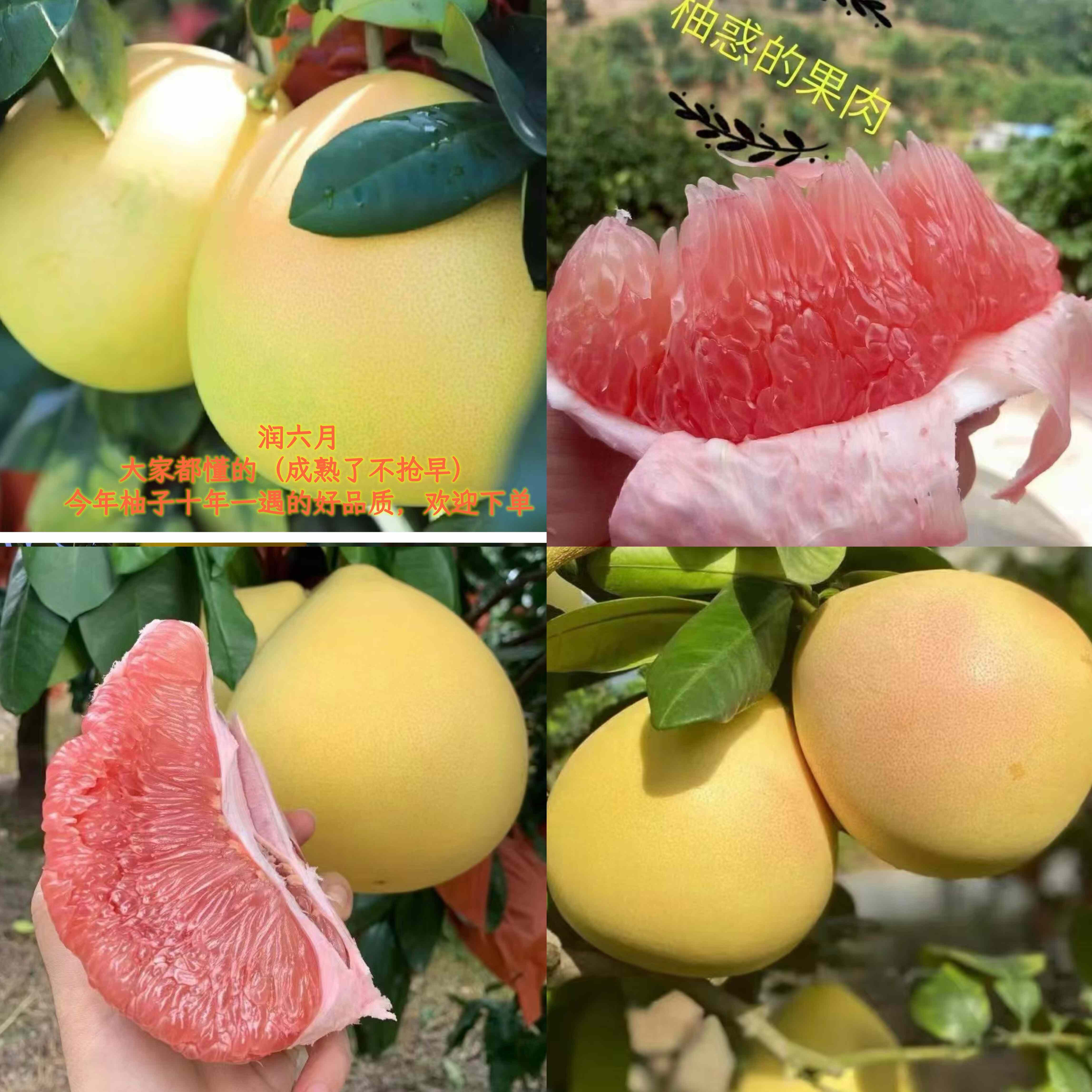 包邮梅州沙田柚红心蜜柚蕉岭柚园柚子