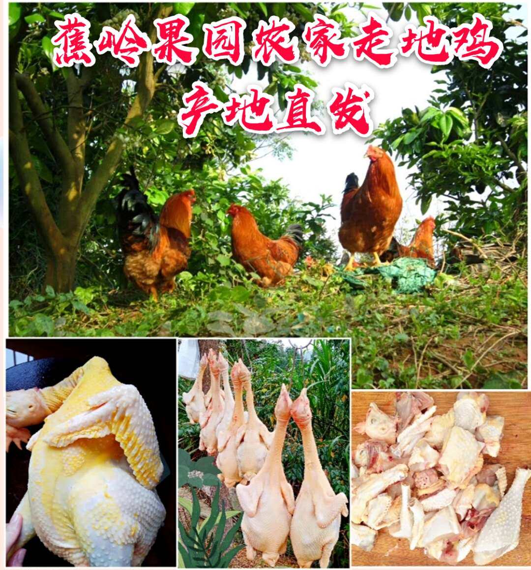 順豐包郵5斤左右蕉嶺特産農家走地雞有機柴公雞散養土雞閹雞在類目 水產肉類/新鮮蔬果/熟食, 生肉/肉製品, 雞肉類, 整雞中 - 來自Buy2taobao.com提供專業的淘寶代購服務