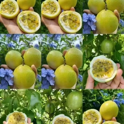 蕉岭广福果园现摘钦蜜9号纯甜黄金百香果新鲜5斤大果黄晶果鸡蛋果