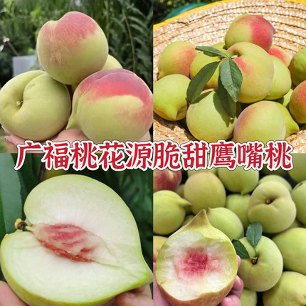 蕉岭广福桃花源山庄现摘现发新鲜鹰嘴桃水蜜桃脆桃纯甜桃果园直发