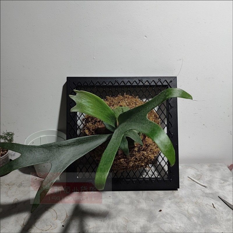 鹿角蕨挂板上墙定植挂框网架花架墙上绿植展示架阳台悬挂置物网格