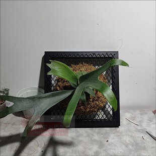 鹿角蕨挂板上墙定植挂框网架花架墙上绿植展示架阳台悬挂置物网格