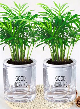 袖珍椰子盆栽绿植水培花卉办公桌室内盆景植物四季常青有氧椰子苗