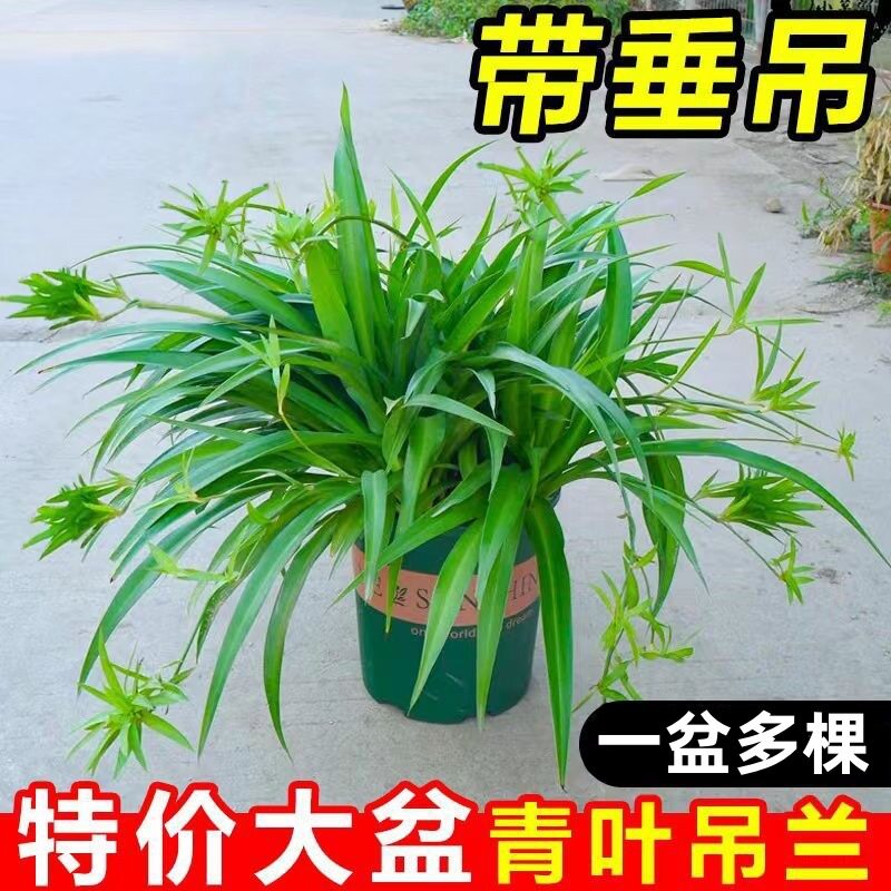 青叶金边吊兰带藤大苗室内垂吊花桌面绿植