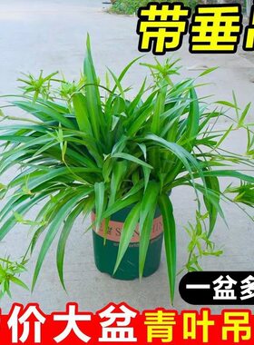 青叶金边吊兰带藤大苗室内垂吊花卉盆栽客厅四季常青兰花浓香植物