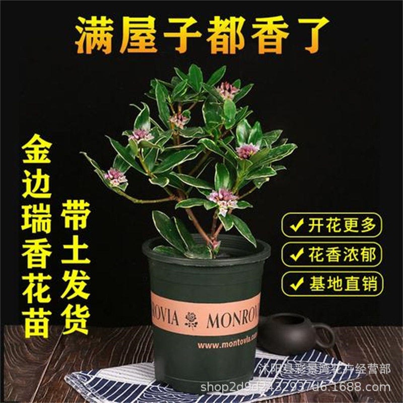 金边瑞香盆栽四季浓香型带花苞室内客厅阳台耐寒老桩大苗花卉植物图片