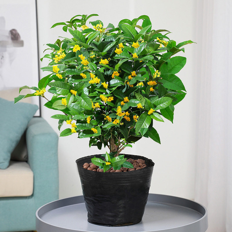四季桂花树苗盆栽植物室内阳台庭院好养四季开花月桂四季桂绿植图片
