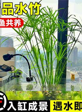 水竹风车草水养旱伞草龟缸鱼池水培挺水植物沼泽过滤净化水质