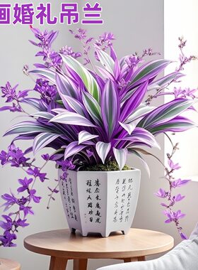 油画婚礼吊兰大苗盆栽进口垂吊爆盆紫露兰好养活绿植室内多肉植物