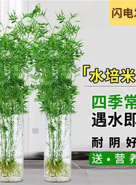 米竹绿植盆栽室内水培植物好养活观音竹富贵竹南天竹客厅懒人花卉